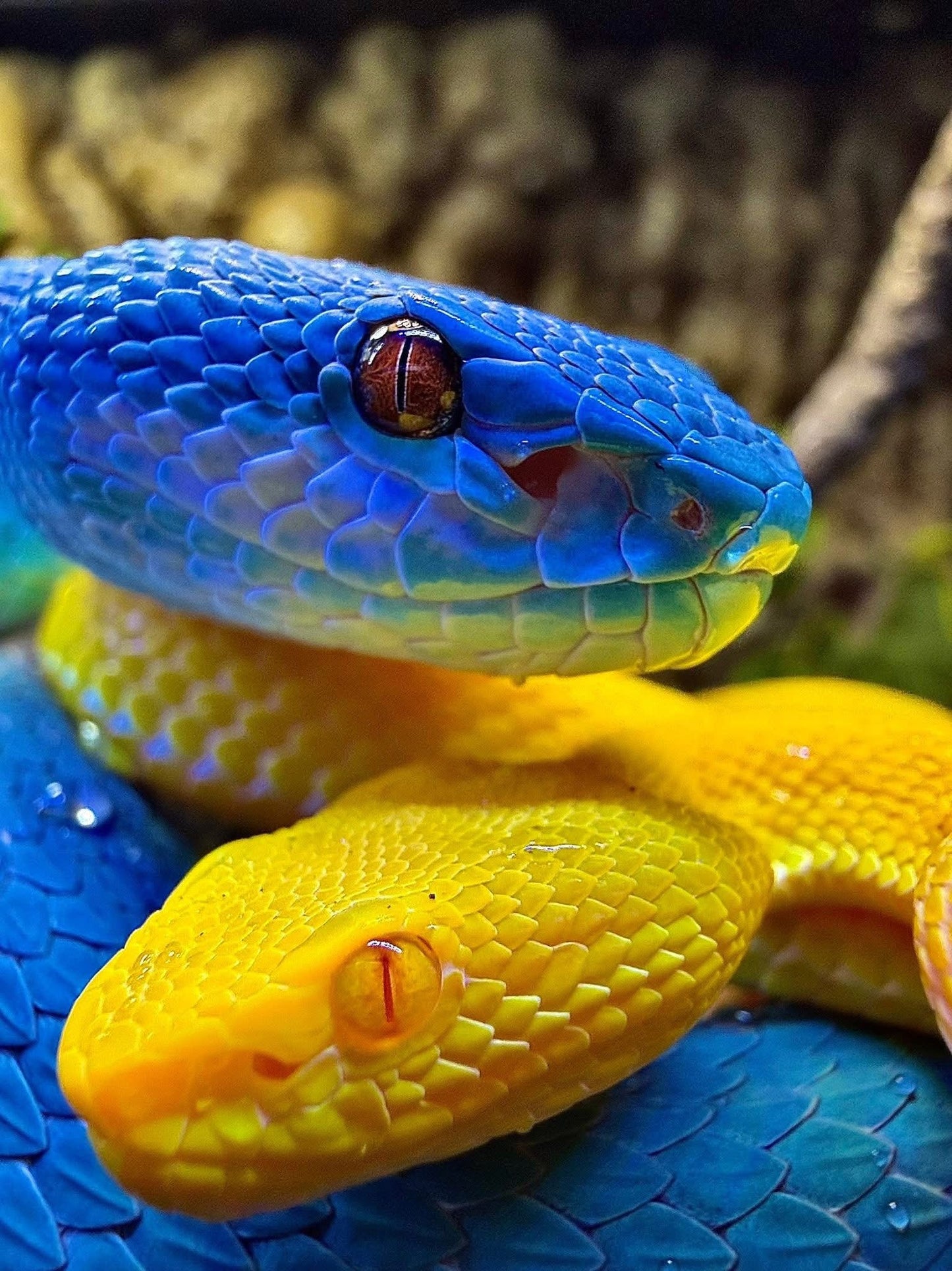 GLOSSY HARDCOVER: VetMedRounds Rounding Book: Yellow Snake Scale Edition