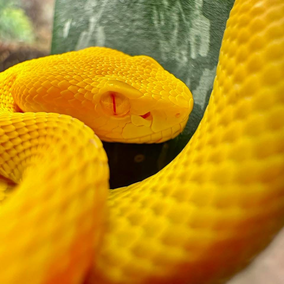 GLOSSY HARDCOVER: VetMedRounds Rounding Book: Yellow Snake Scale Edition