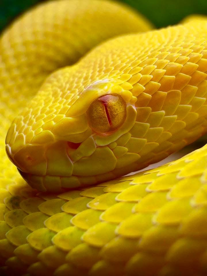 GLOSSY HARDCOVER: VetMedRounds Rounding Book: Yellow Snake Scale Edition